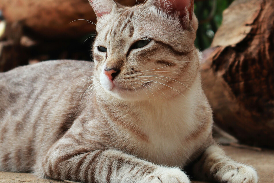 The American shorthair is very popular and very nicely striped.