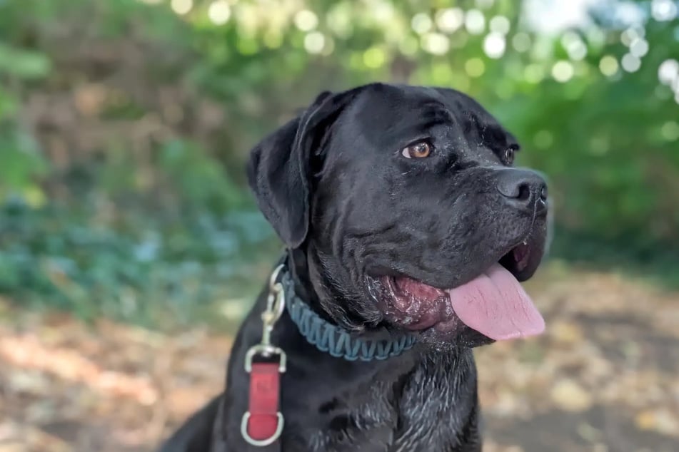 Athena bringt mit einer Schulterhöhe von 53 Zentimetern knapp 30 Kilogramm auf die Waage.
