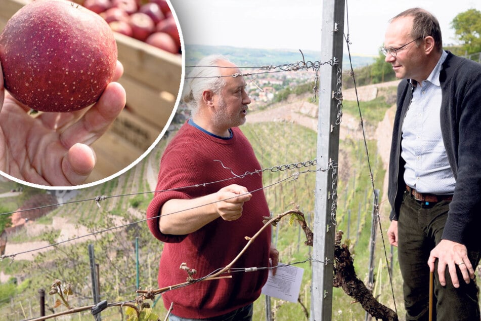 Wein und Obst erfroren: So will der Freistaat betroffenen Bauern helfen