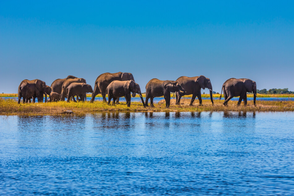 Eine Gruppe Elefanten im Chobe-Nationalpark in Botswana.