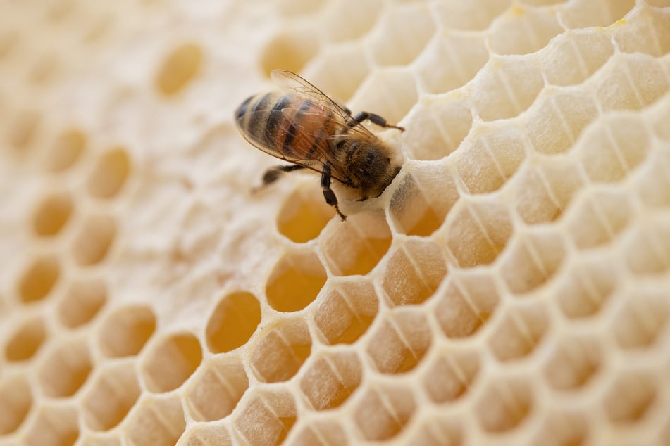Im Harz klauten unbekannte Täter mehrere Bienenwaben. (Symbolbild)