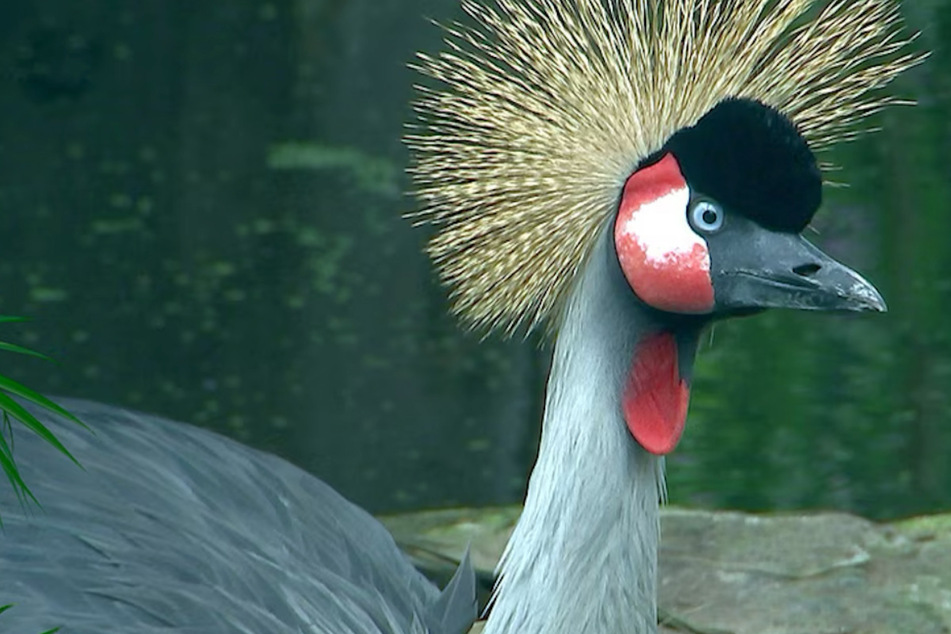 Zoo Leipzig: Tierpfleger klaut hübschem Vogel unter lautstarkem Protest das Ei