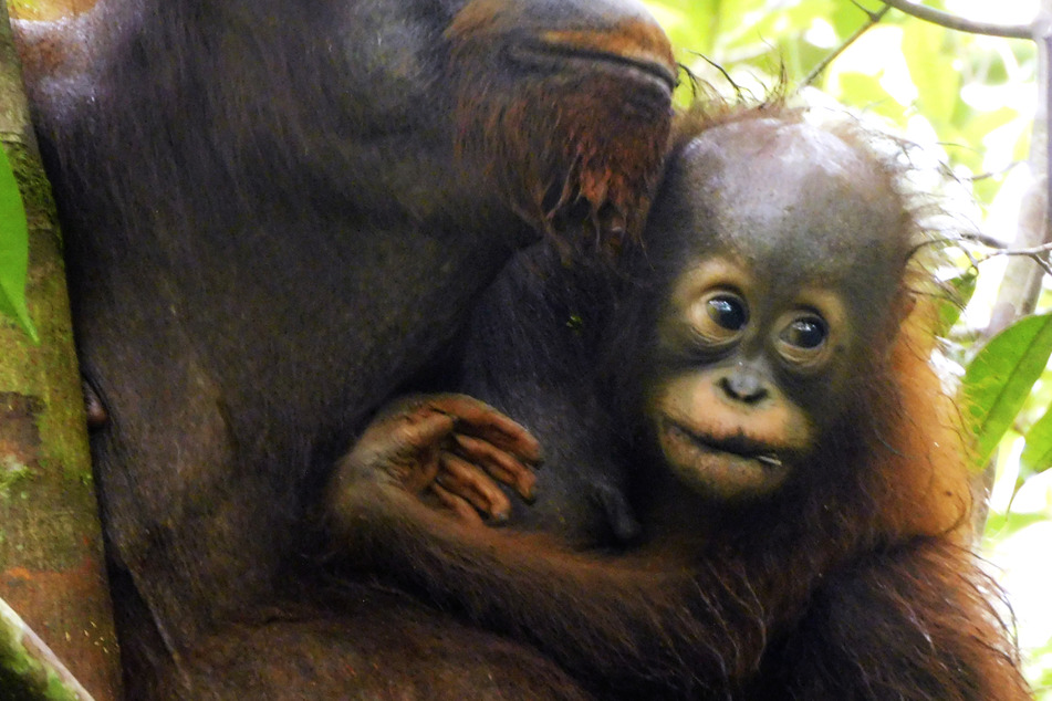 Jedes wildgeborene Orang-Utan-Baby ein Fest für den Artenschutz, weiß Daniel Merdes, Geschäftsführer von BOS Deutschland.