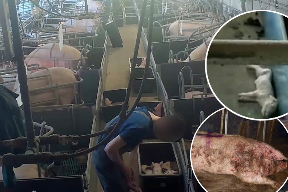 Üble Tierquälerei im Schweinebetrieb aufgedeckt: Verbraucher haben trotzdem für gute Haltung extra bezahlt