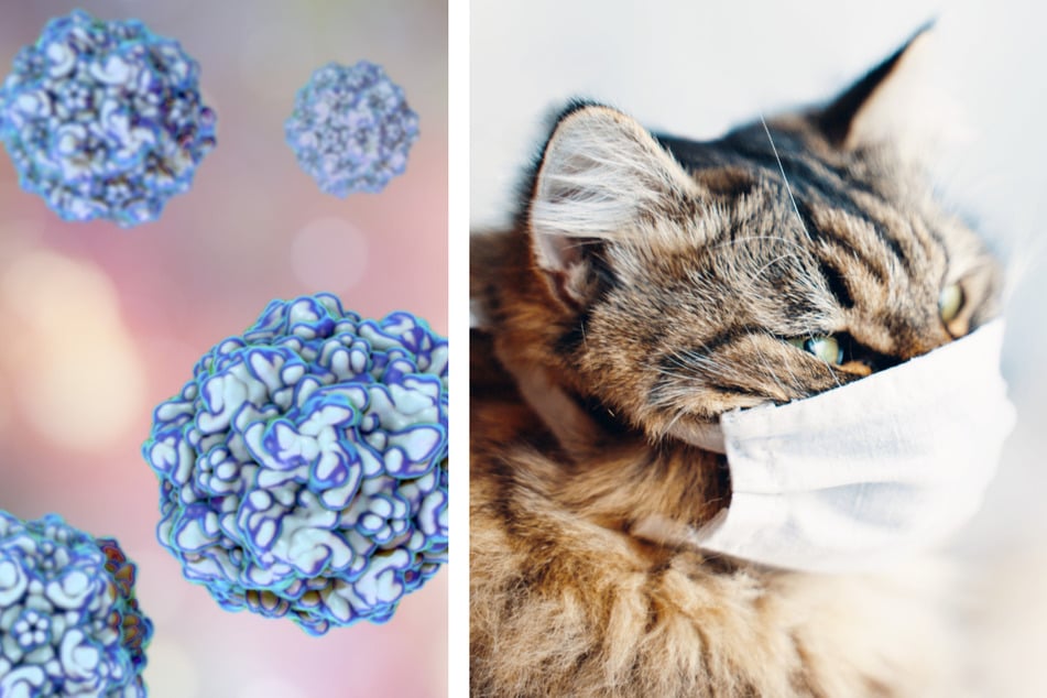 Katzenseuche ausgebrochen: Hochansteckendes Virus zwingt Tierheim zur Schließung
