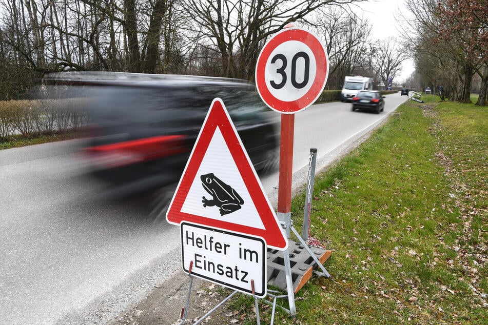 Um zu ihren Laichplätzen zu kommen, müssen Kröte und Co. Straßen überqueren und sind hier auf die Hilfe des Menschen angewiesen.