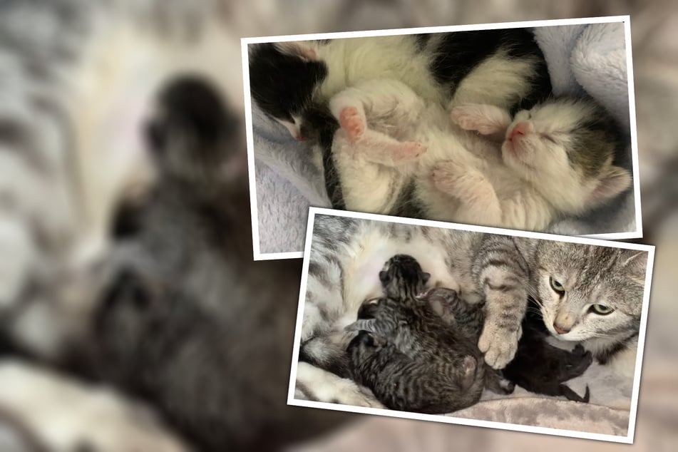 "Es kommt jetzt Schlag auf Schlag": Leipziger Tierhelfer müssen sich um viele Baby-Kätzchen kümmern