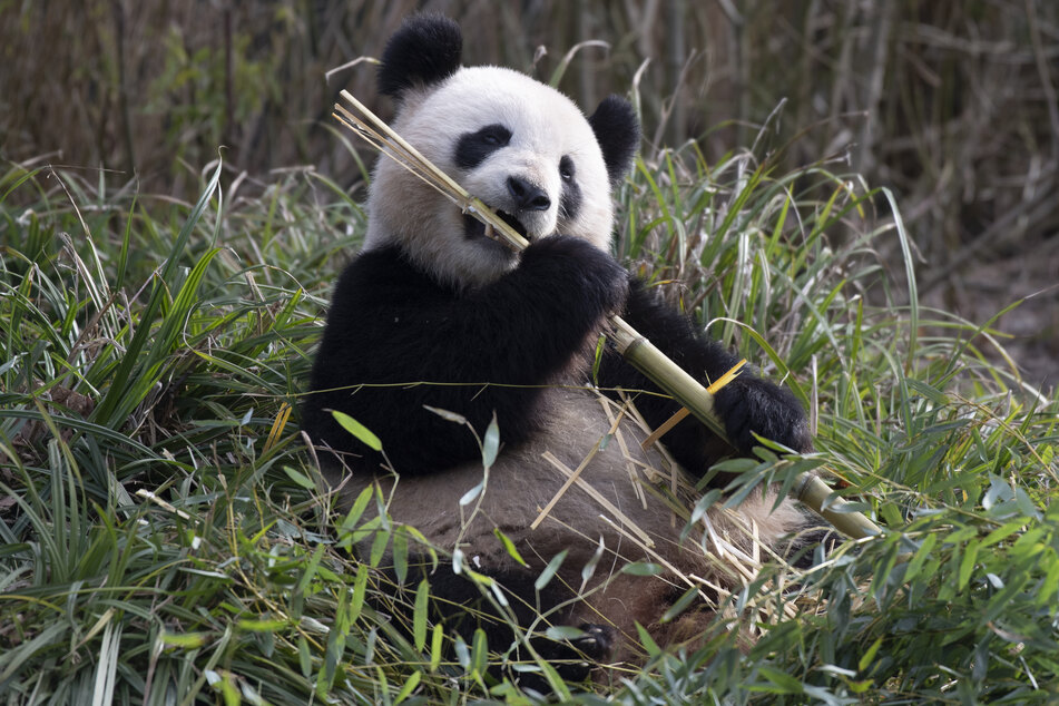 Pandadame Meng Meng sehnt sich nach Nachwuchs.