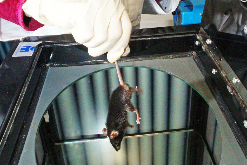 Eine Labormaus wird für einen Tierversuch vorbereitet. In Brandenburg wurden im Jahr 2020 bei allen Tierversuchen Mäuse am häufigsten eingesetzt. (Archivfoto)
