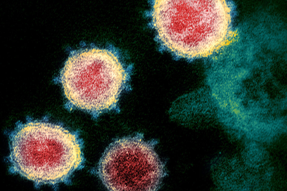 An image of several coronaviruses under an electron microscope.