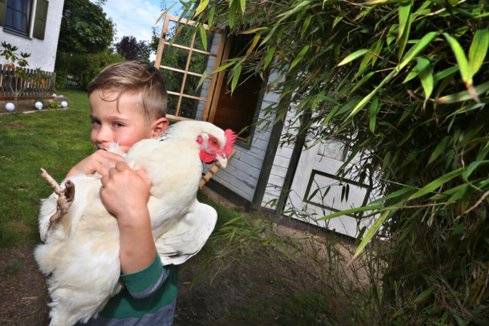 Moritz hält im Garten seiner Eltern eines ihrer Hühner in seinen Armen.