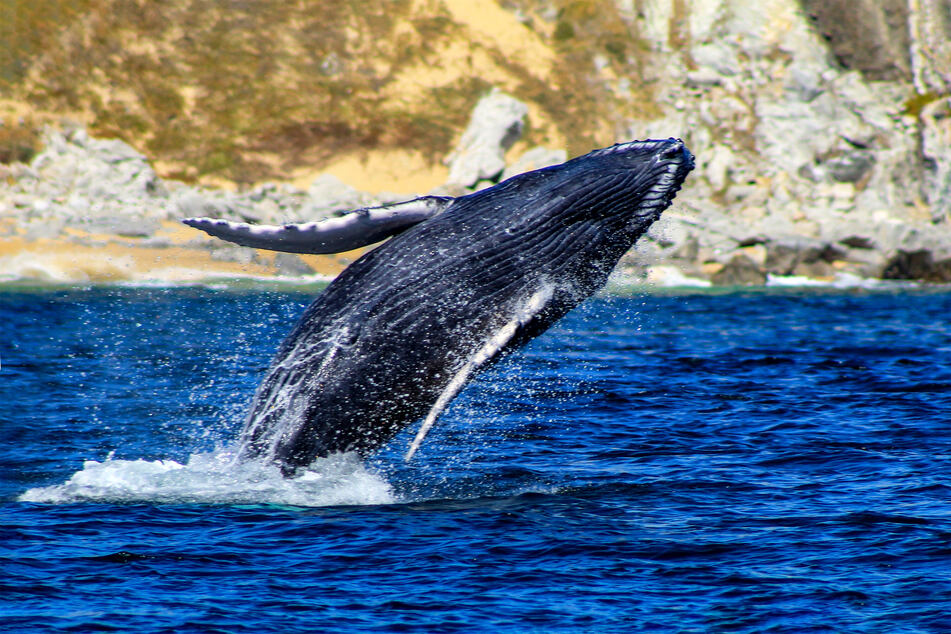 A humpback whale breaches the surface of the water: experts advise always keeping enough distance from the animals (stock image.)