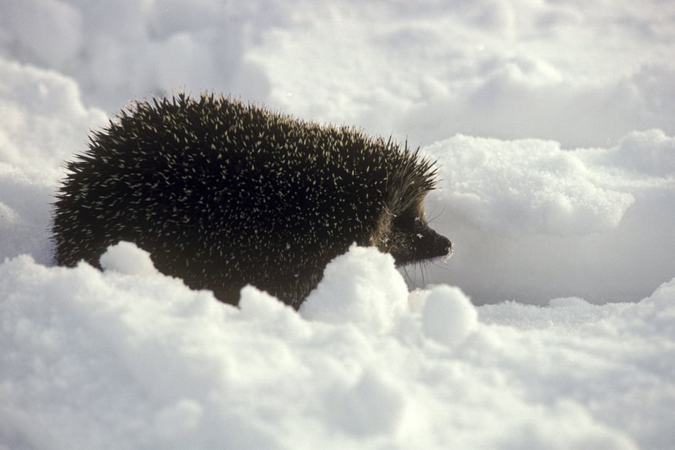 Unerwartete Sichtung: Warum ist ein Igel im Februar wach?