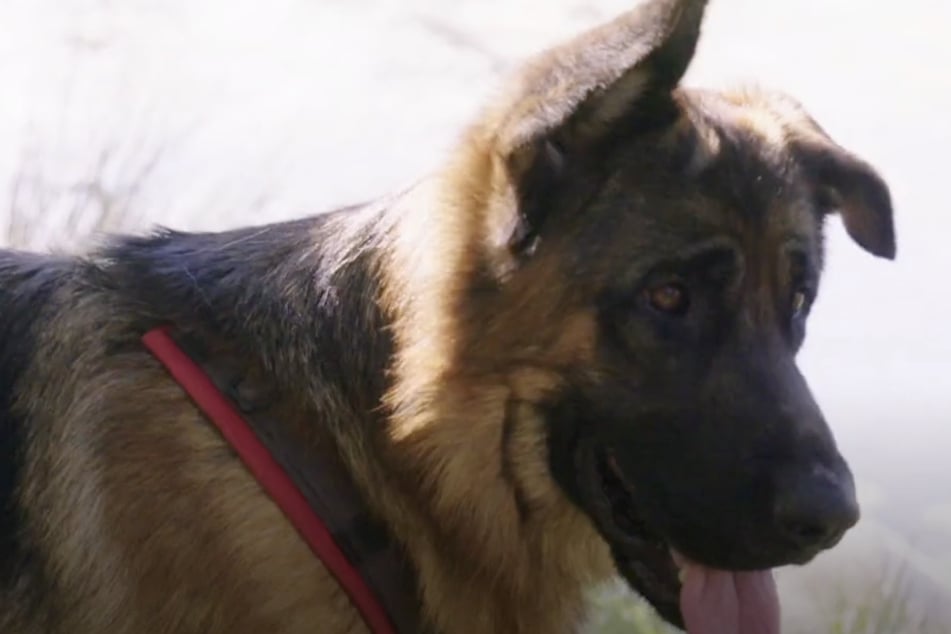 Schäferhund Riley wird wieder aufgepäppelt und ist erst seit Kurzem im Tierheim Eisenach.