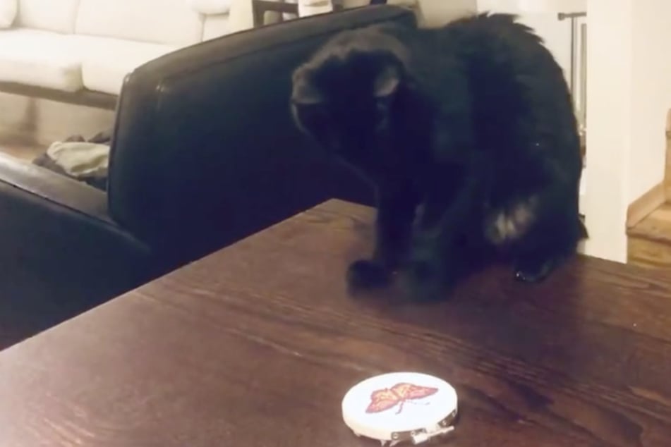 Zunächst tastet sich die schwarze Katze langsam an dem Gegenstand heran.