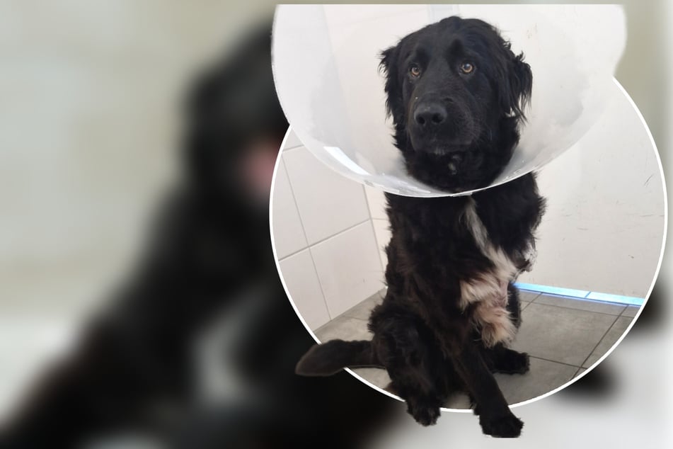 Jetzt erholt sich Pascar weiter von seiner Operation.