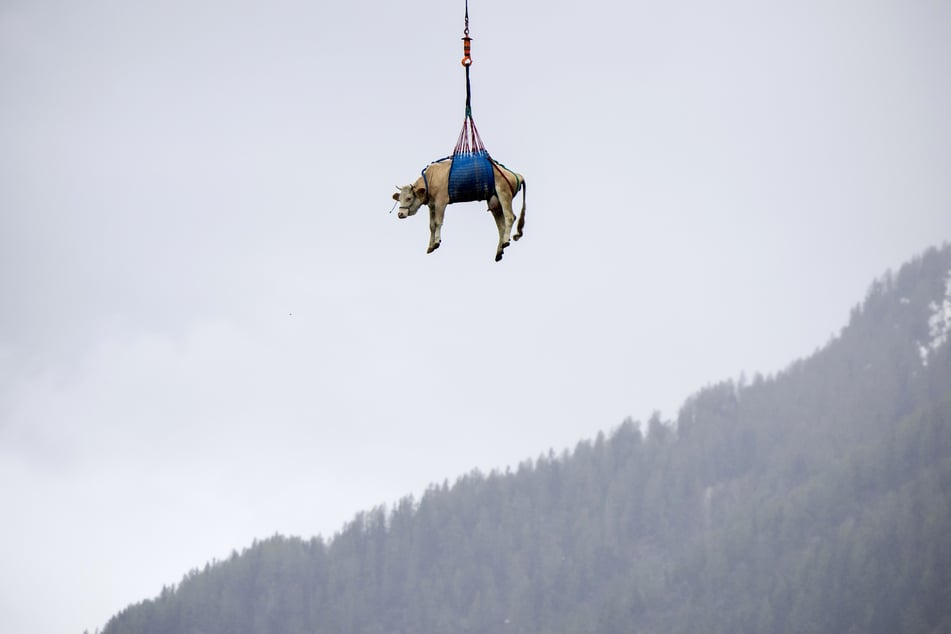 A cow was flown by helicopter from the landslide area in the Lötschental to a farm.