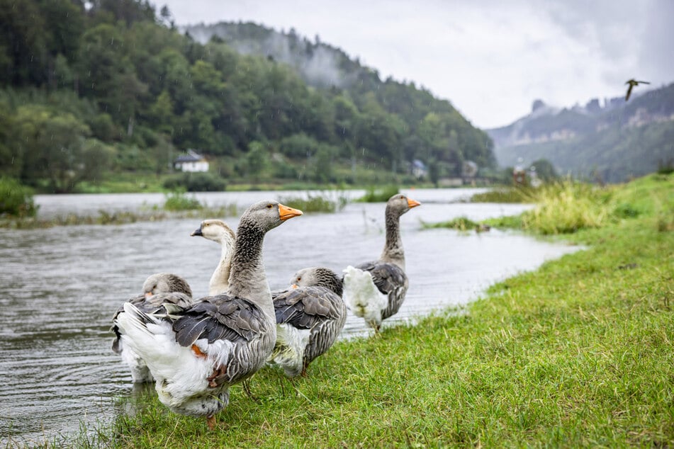 Graugänse in Schmilka zeigen sich unbeeindruckt von der steigenden Elbe.