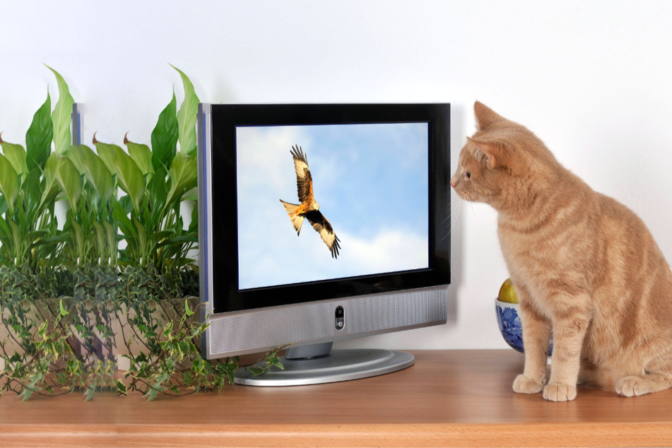 Do cats watch TV? And what can cats actually see on the TV?