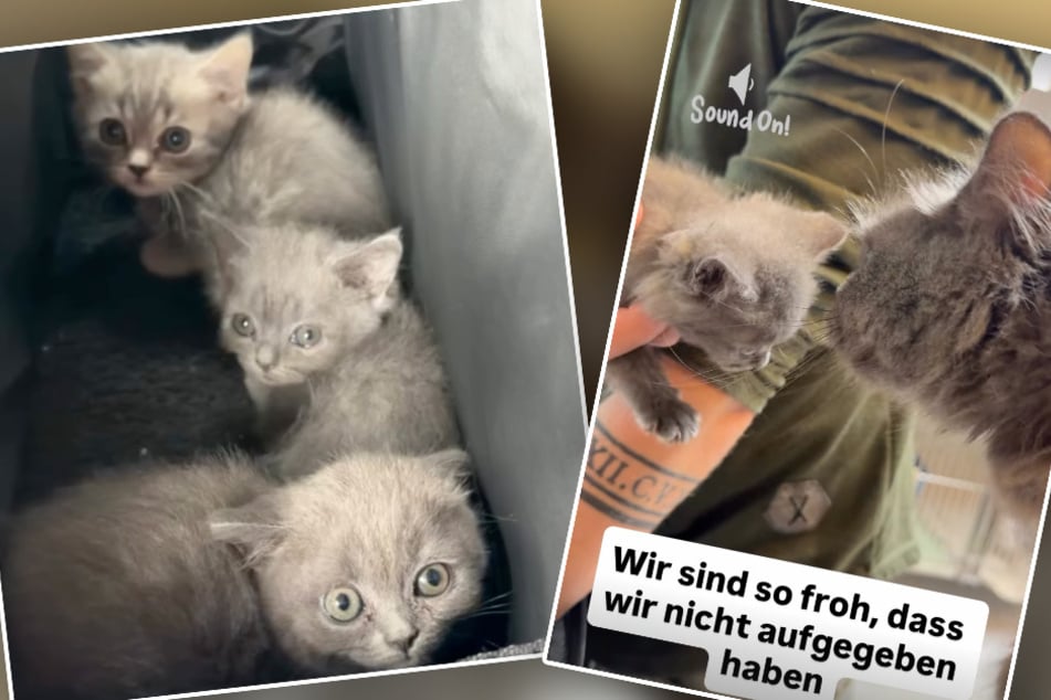 Die drei grauen Kätzchen konnten nach erfolgreicher Rettung in die Pfoten von Mama zurückkehren.