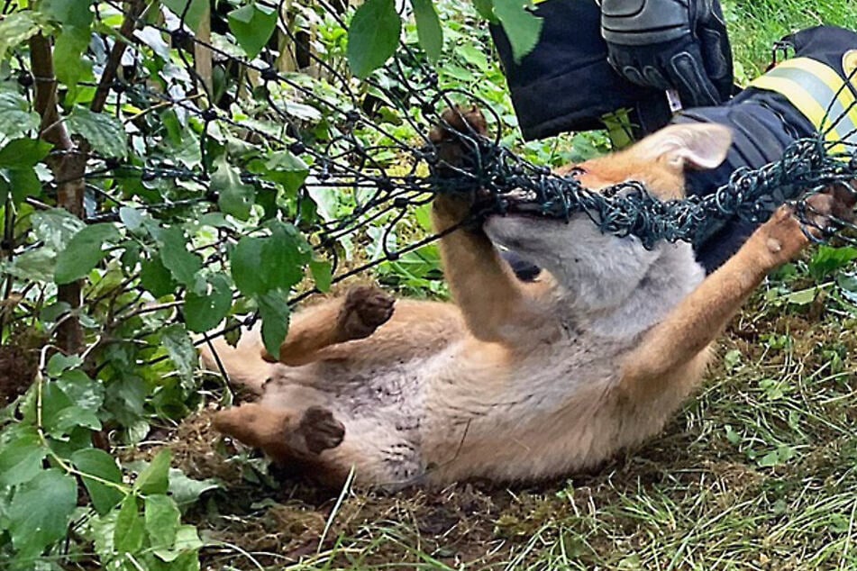 München: Maschen um Hals gewickelt: Retter befreien kleinen Fuchs aus Todesfalle