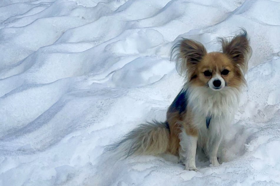 Fallen hiker in Alpine crevasse rescued – by a Chihuahua!
