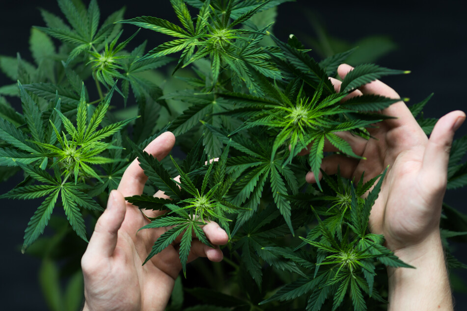 Fünf Kilo Cannabis in Halle gefunden - Besitzer vorläufig festgenommen