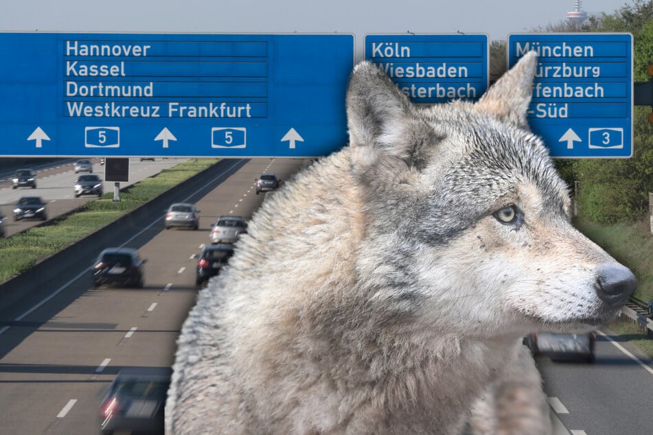 Der auf der A5 in BaWü überfahrene Wolf hatte eine weite Reise hinter sich. (Symbolfoto)