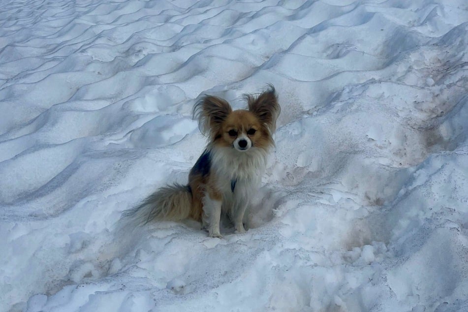 Dieser kleine Chihuahua wich seinem verunglückten Herrchen nicht von der Seite und rettete ihm so womöglich das Leben.