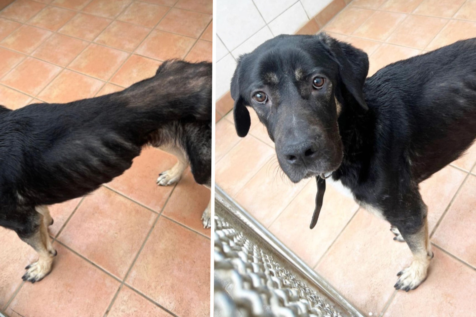 Hund landet im Tierheim: Der Zustand des Tieres lässt keinen kalt