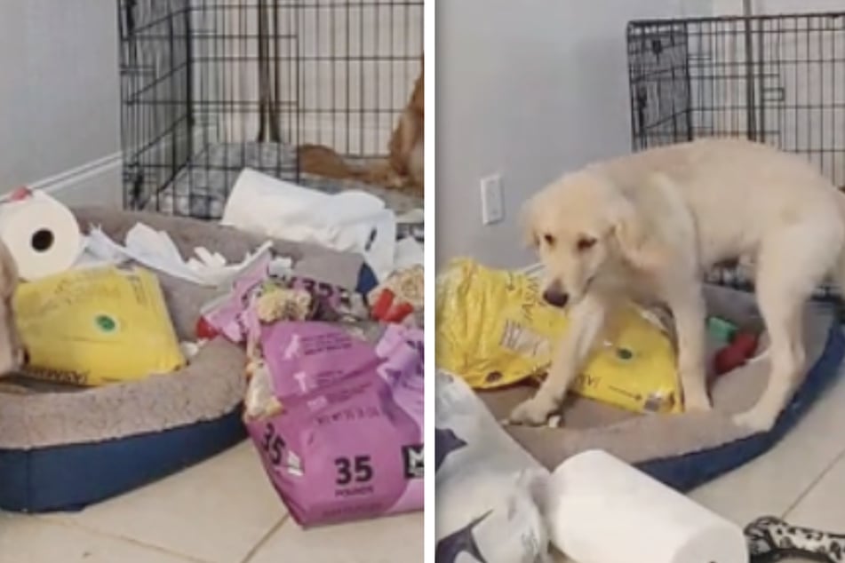 Golden Retriever puppy's adorable mischief when left home alone goes viral!