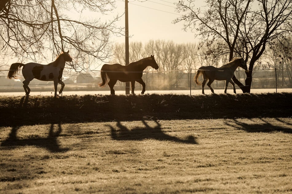 Die Pferde rannten ohne Kutscher (78) weiter. (Symbolfoto)