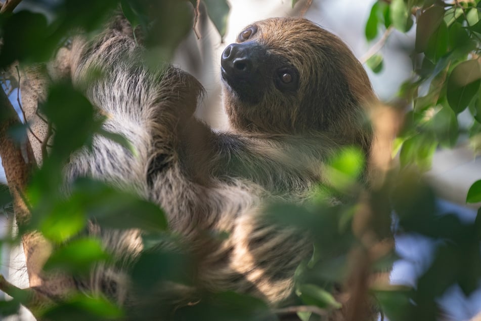 Noch gibt sich der neue Anwärter zurückhaltend in einer der Baumkronen. Karl kam aus dem Leipziger Zoo und soll den Kinderwunsch von Carla schon bald erfüllen.