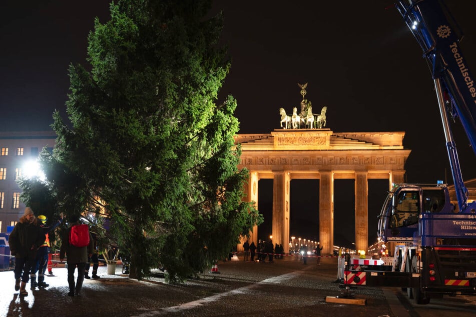 Die riesige Fichte aus Thüringen ist verspätet in Berlin eingetroffen und musste noch am Abend vom THW aufgestellt werden.