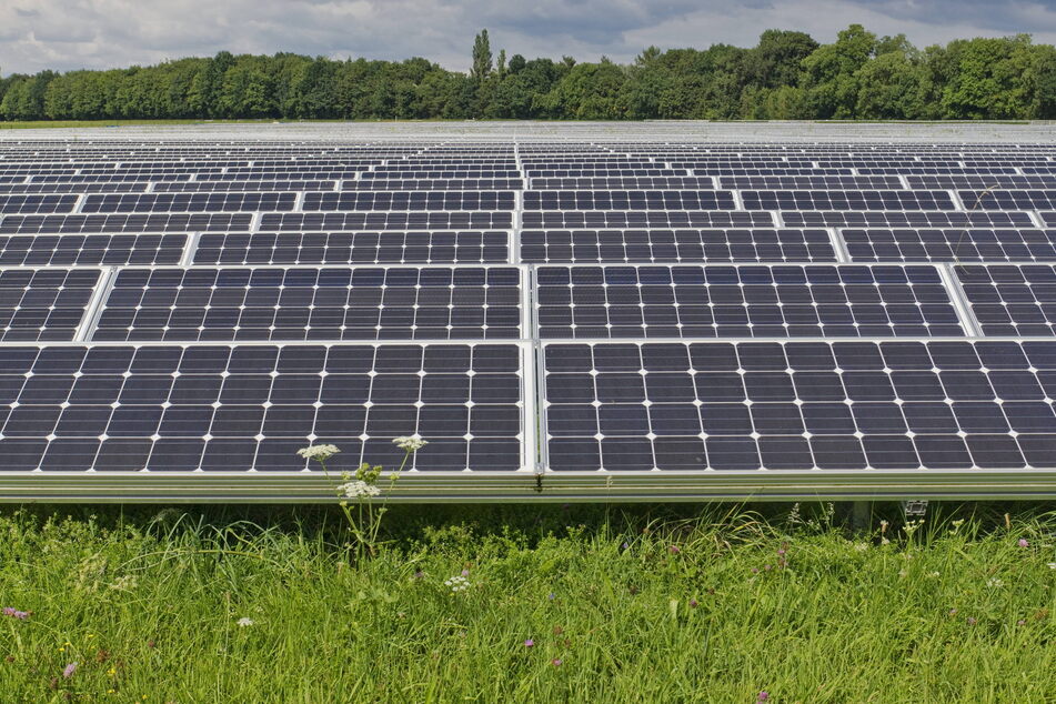 Keine Waldrodung für Solaranlagen, das ist für die Grünen in Sachsen alternativlos.