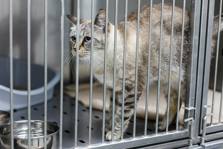 Before you get a cat from the shelter, you should get to know each other in a play session.