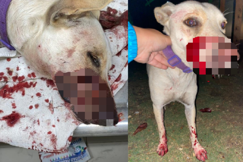 Überall Blut! Hündin wird durch Macheten-Angriff grausam zugerichtet