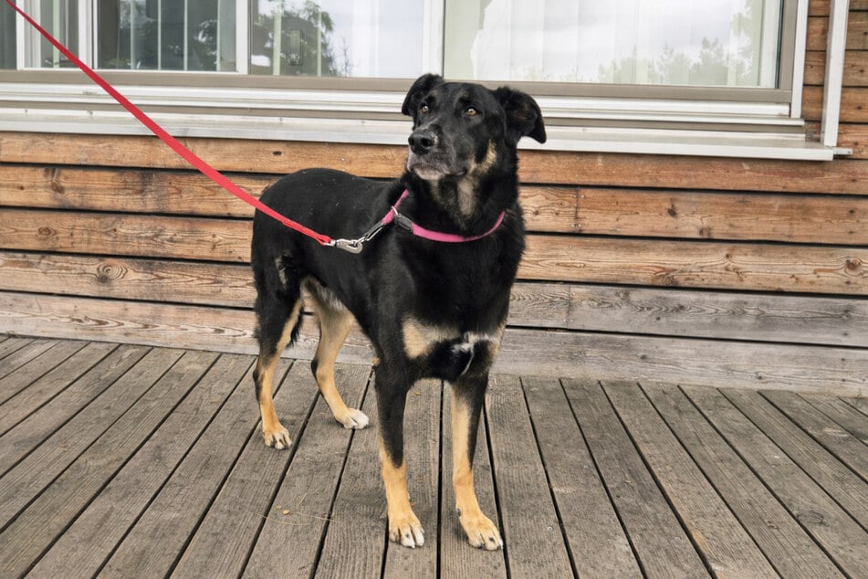 Balu sucht einen ruhigen Platz bei Menschen ohne kleine Kinder.