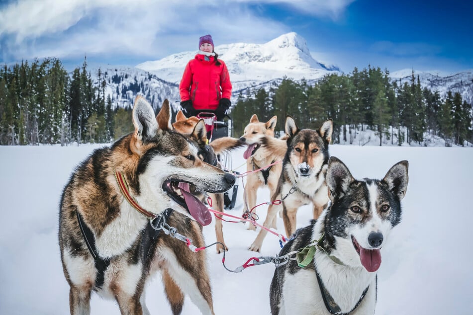 There are 49 teams competing in the 2022 Iditarod (stock image).