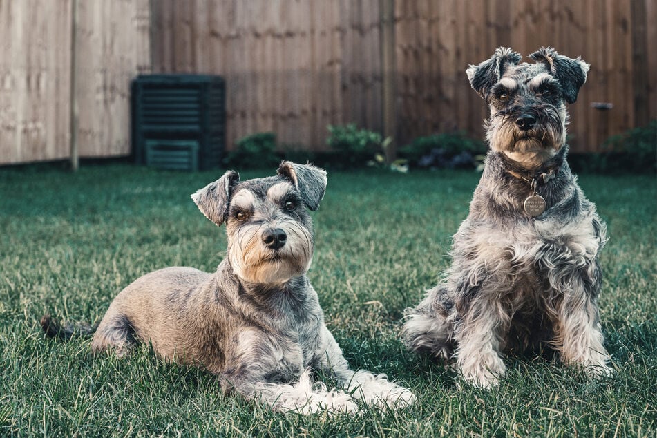 Miniature schnauzers are some of the most popular small dog breeds around.