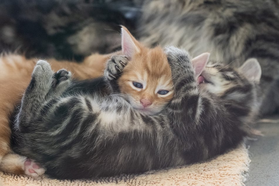 Quien desea tener una mascota debe reflexionar, más allá de la Navidad, sobre la gran responsabilidad que conlleva un animal.