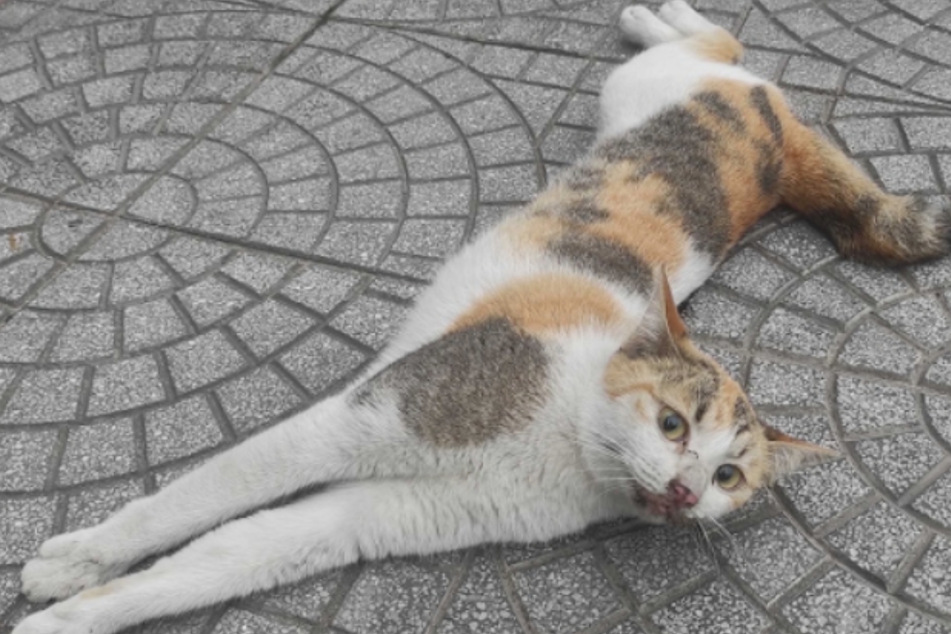 Katze Katniss wurde von einem Motorradfahrer auf der Straße zurückgelassen, nachdem es zum Unfall kam.