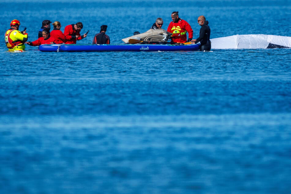 Was wird aus Buckelwal "Timmy"? Der Rettungsversucht hat gestartet. Helfer versuchen nun, die Gurte am Wal anzubringen.