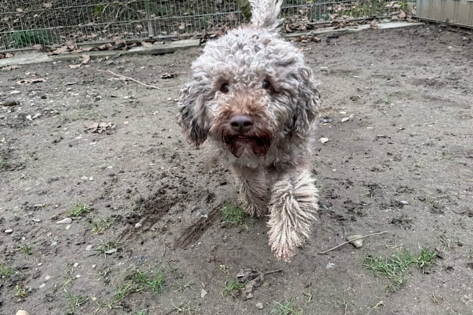 Pes potřebuje lidi, kteří ideálně mají zkušenosti a jsou ochotni dál trénovat s Julienem.