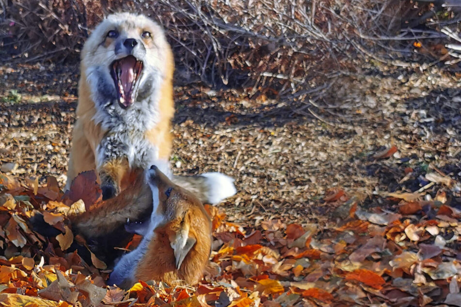 Die Füchse sind ganz vernarrt in das bunte Herbstlaub.