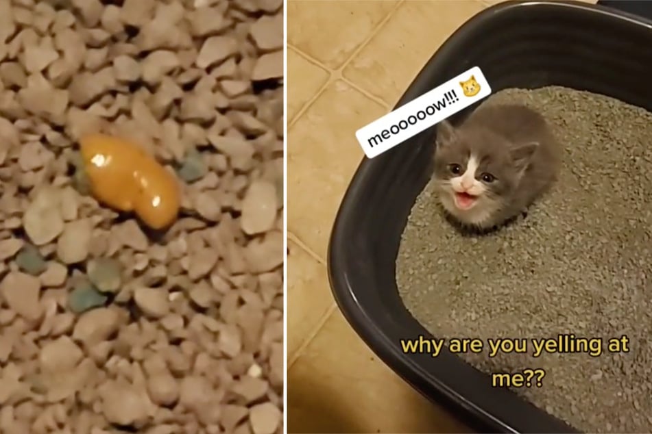 This little kitten is a TikTok star after finally getting his bowels moving.