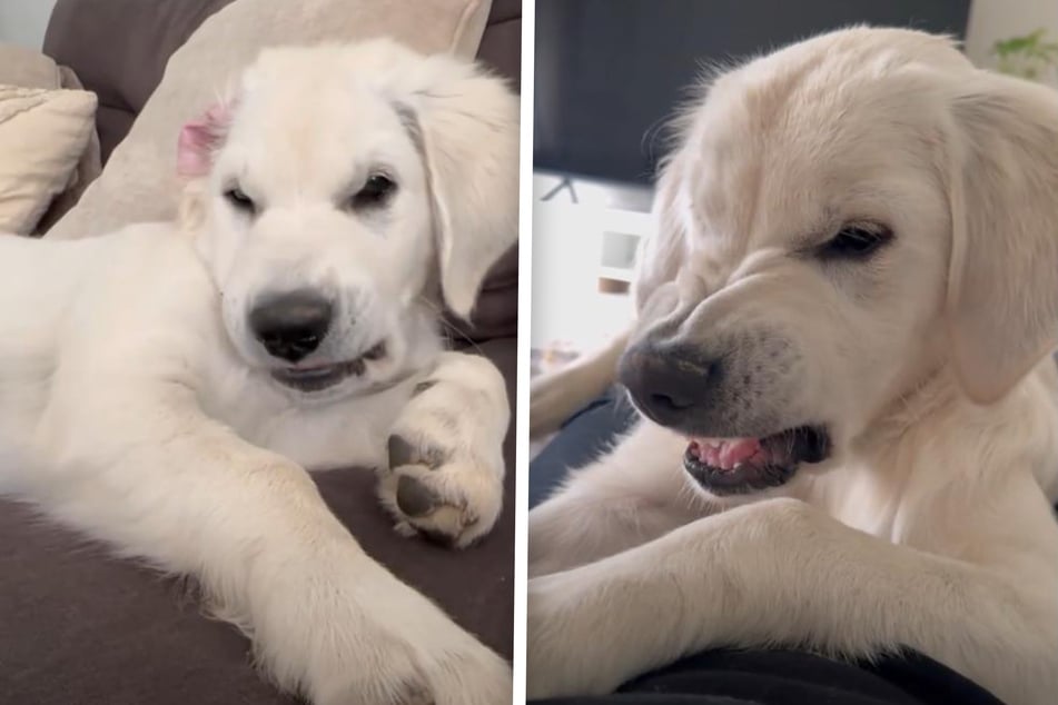 Streicheleinheiten? Junger Golden Retriever bringt mit seiner Reaktion alle zum Lachen