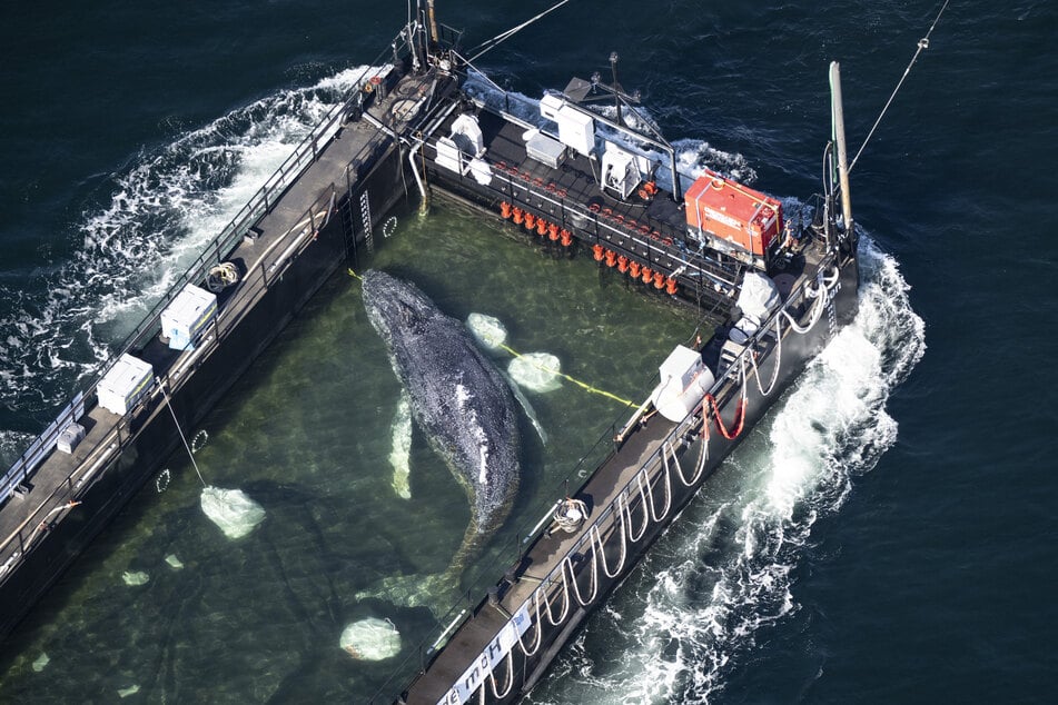 Ende April wurde Buckelwal "Timmy" in einem gefluteten Lastschiff Richtung Nordsee transportiert.