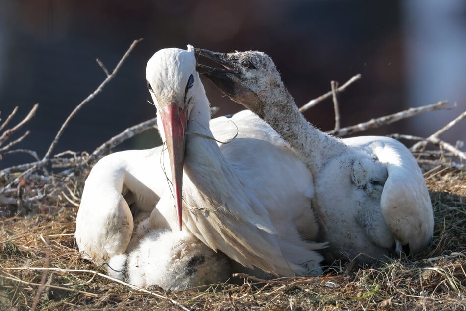 Es hält sich der Mythos, dass Störche ein Leben lang treu sind. Die Tiere binden sich allerdings an ihren Nistplatz und nicht so sehr an den Partner. Dass ein Paar sich wie in Mügeln während der Brutsaison trennt, ist aber eher ungewöhnlich. (Symbolfoto)