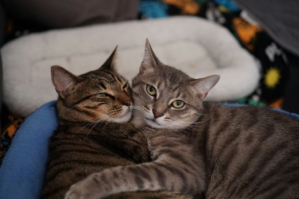 Je enger die Beziehung zweier Katzen war, desto größer ist die Trauer, wenn eine der beiden stirbt.